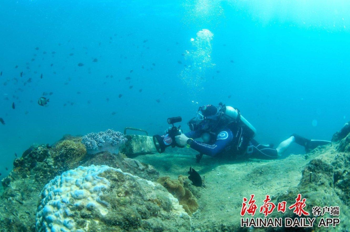植物大战僵尸6
